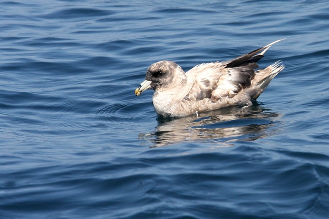 Northern Fulmar